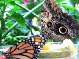 Schmetterlinge-Biosphäre
